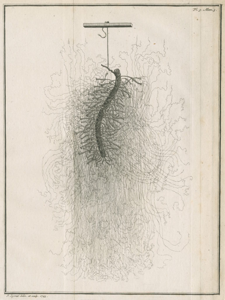 Fig. 1. Pierre Lyonet, Plate 9 from Abraham Trembley, Mémoires pour servir à l’histoire d’un genre de polype d’eau douce (Leiden, 1743), etching and engraving. © Royal Society.