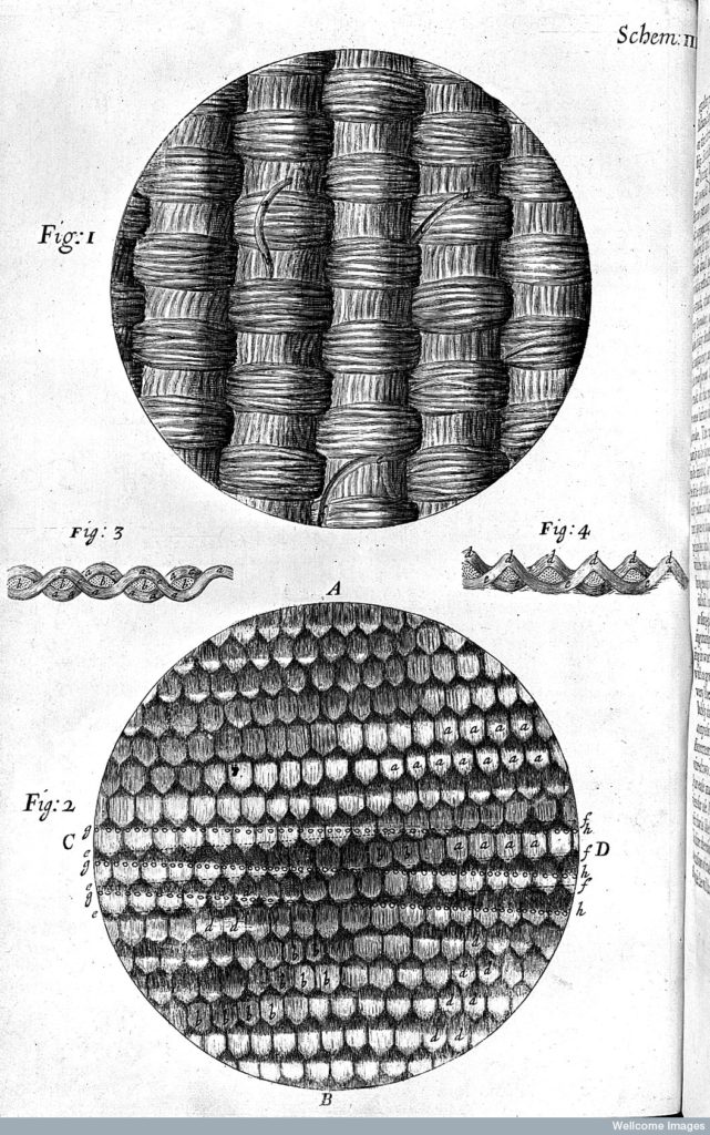 Fig. 2. Schem. III from Robert Hooke, Micrographia (London, 1665), engraving. © Wellcome Library, London. Credit: Wellcome Library, London. Wellcome Images images@wellcome.ac.uk http://wellcomeimages.org Robert Hooke, Micrographia, silks. Micrographia Robert Hooke Published: 1665 Copyrighted work available under Creative Commons Attribution only licence CC BY 4.0 http://creativecommons.org/licenses/by/4.0/