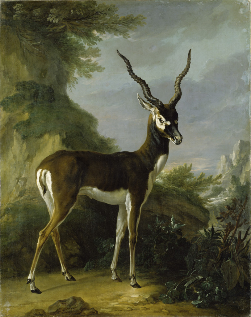 Fig. 13. Jean-Baptiste Oudry (and studio?), Indian Blackbuck, oil on canvas, 1739. Staatliches Museum, Schwerin. Image: © Staatliches Museum Schwerin.